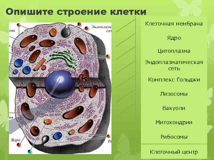 Составляющие любой клетки. Клетка хлоропласты ядро стенка мембрана. Клетка ядро цитоплазма мембрана. Ядро цитоплазма клеточная мембрана стенка , вакуоль. Строение клетки мембрана цитоплазма органоиды ядро.