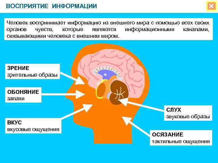 ВОСПРИЯТИЕ ИНФОРМАЦИИ Человек воспринимает информацию из внешнего мира с помощью всех своих органов чувств,