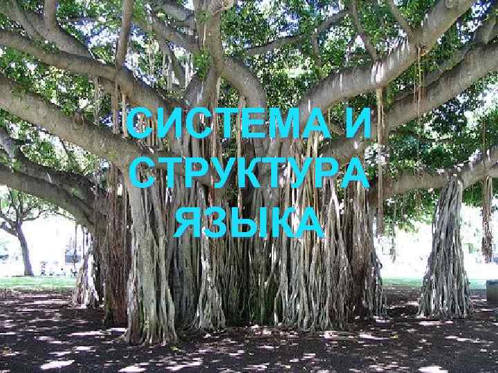 СИСТЕМА И СТРУКТУРА ЯЗЫКА 