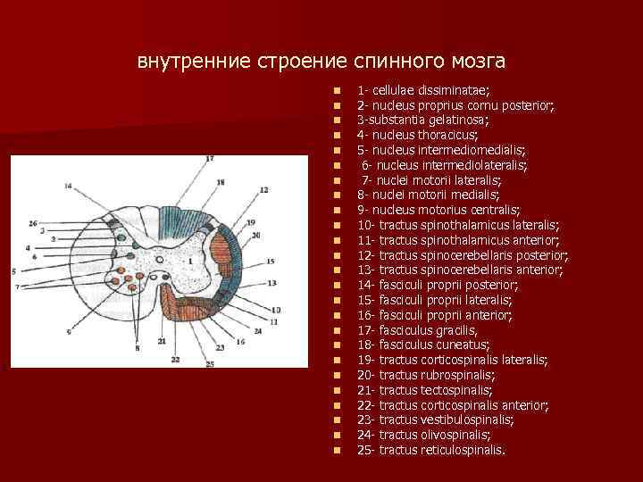 внутренние строение спинного мозга n n n n n n n 1 cellulae dissiminatae;