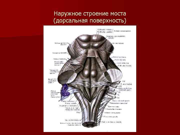 Строение моста. Варолиев мост дорсальная поверхность. Варолиев мост вентральная поверхность. Варолиев мост внешнее строение. Внутреннее строение моста мозга.