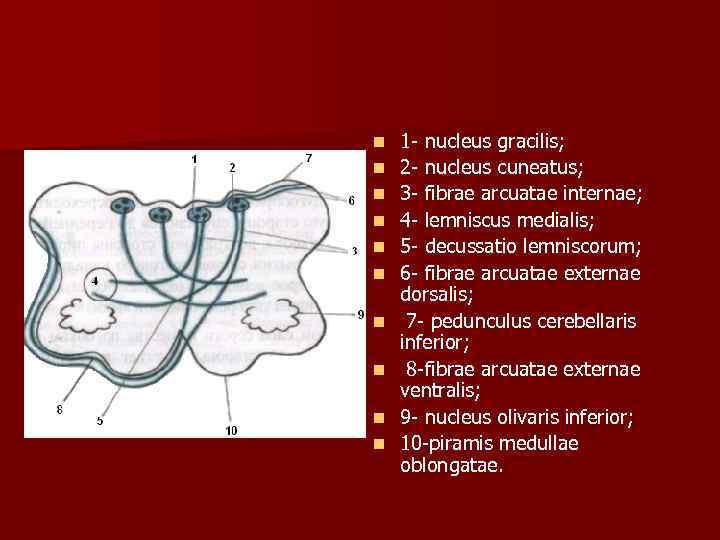 n n n n n 1 nucleus gracilis; 2 nucleus cuneatus; 3 fibrae arcuatae