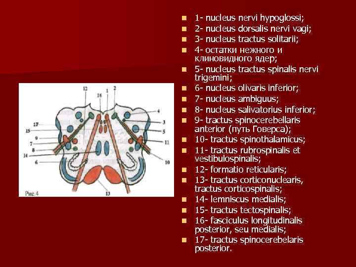 n n n n n 1 nucleus nervi hypoglossi; 2 nucleus dorsalis nervi vagi;