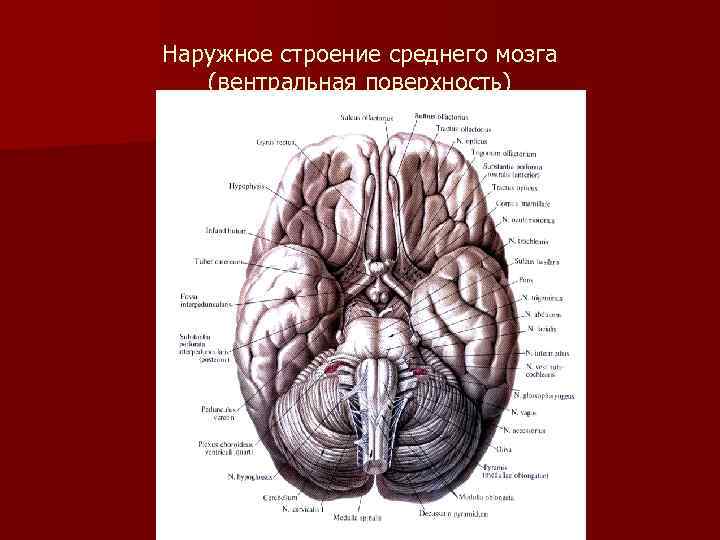 Наружное строение среднего мозга (вентральная поверхность) 