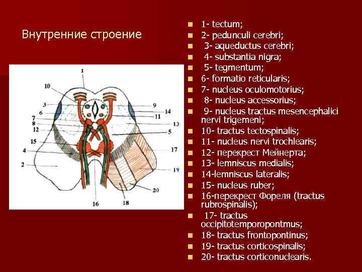 Внутренние строение n n n n n 1 tectum; 2 pedunculi cerebri; 3 aqueductus