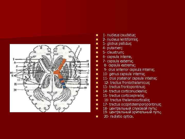 n n n n n 1 nucleus caudatus; 2 nucleus lentiformis; 3 globus pallidus;