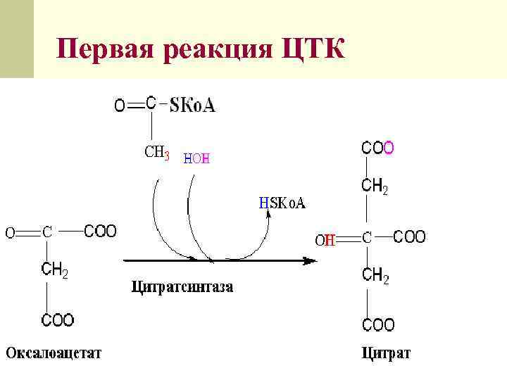 Осуществление реакций цикла трикарбоновых кислот