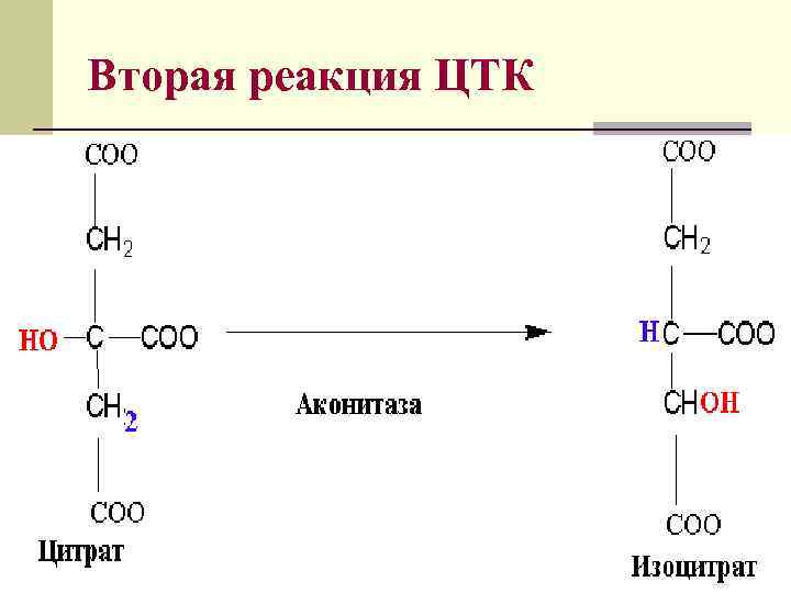 Цикл трикарбоновых кислот реакции. 1 Реакция ЦТК.