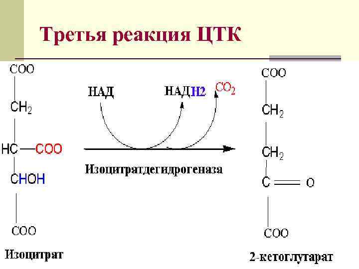 First reaction. 3 Реакция ЦТК. Реакция образования фадн2 в ЦТК. Первая реакция цикла трикарбоновых кислот. Реакция образования лимонной кислоты в ЦТК.