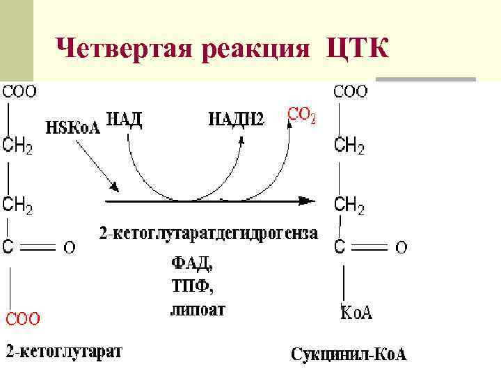 Пятерка реакции. 3 Реакция ЦТК. Реакция образования фадн2 в ЦТК. Первая реакция цикла трикарбоновых кислот. Реакция образования лимонной кислоты в ЦТК.