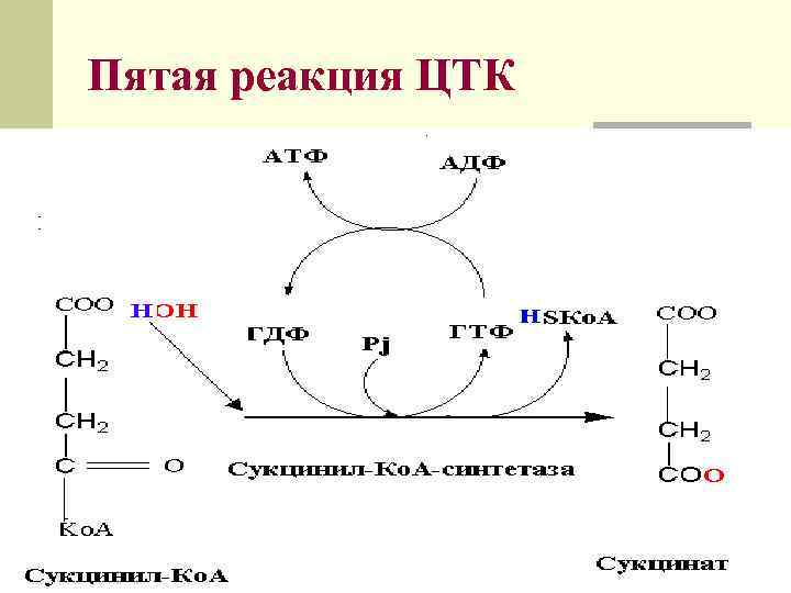 Цикл трикарбоновых кислот