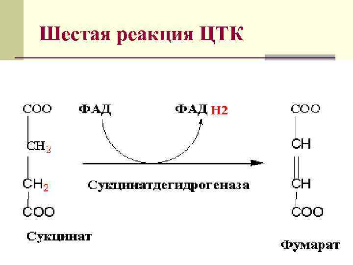 Пятерка реакции. Седьмая реакция ЦТК. Цикл трикарбоновых кислот реакции. Шестая реакция ЦТК. 1 Реакция ЦТК.