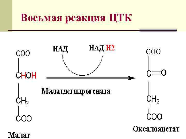 Восьмая реакция ЦТК 