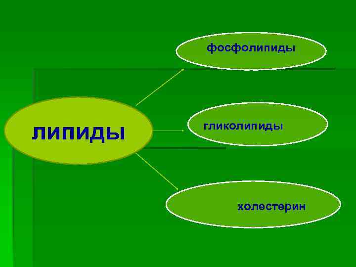 фосфолипиды Липиды липиды гликолипиды холестерин 