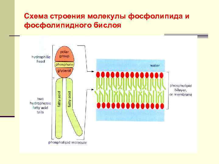 Соотнесите объекты с их обозначениями на рисунке фосфолипидный бислой