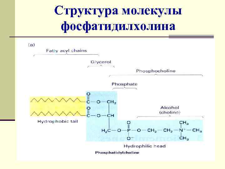 Структура молекулы фосфатидилхолина 