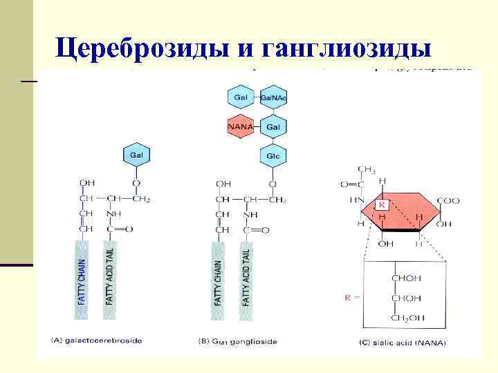 Цереброзиды и ганглиозиды 