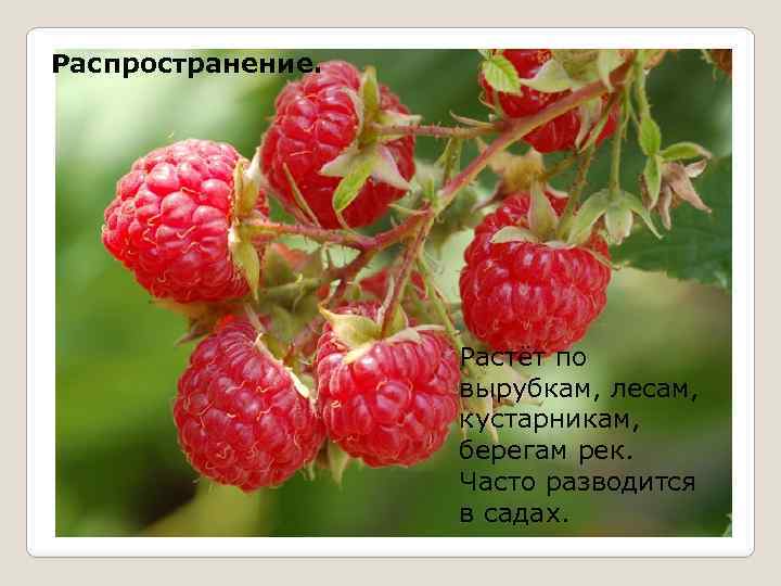 Распространение. Растёт по вырубкам, лесам, кустарникам, берегам рек. Часто разводится в садах. 