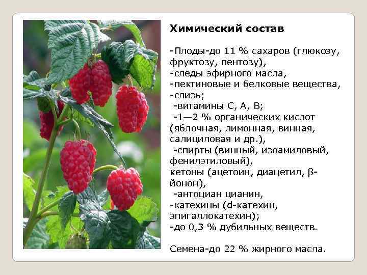 Химический состав -Плоды-до 11 % сахаров (глюкозу, фруктозу, пентозу), -следы эфирного масла, -пектиновые и