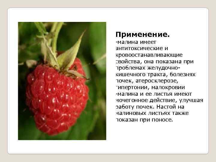 Применение. -малина имеет антитоксические и кровоостанавливающие свойства, она показана при проблемах желудочнокишечного тракта, болезнях