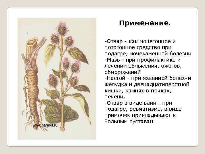 Применение. -Отвар - как мочегонное и потогонное средство при подагре, мочекаменной болезни -Мазь -