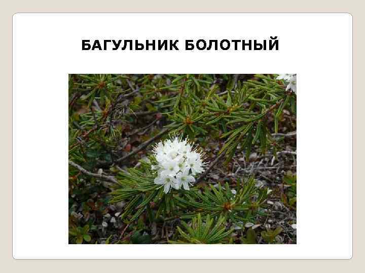 БАГУЛЬНИК БОЛОТНЫЙ 