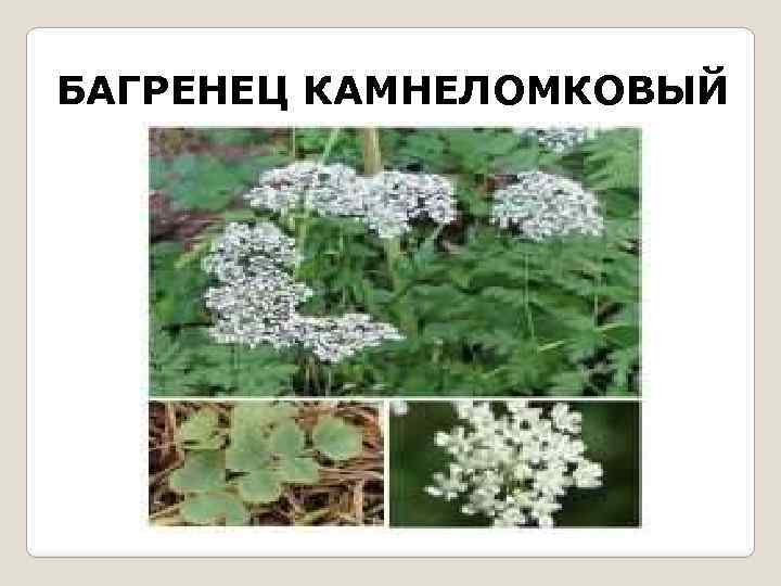 БАГРЕНЕЦ КАМНЕЛОМКОВЫЙ 