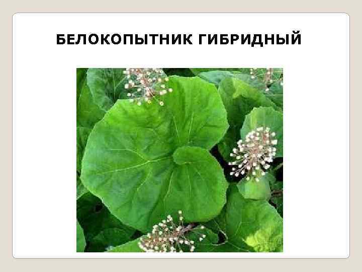 БЕЛОКОПЫТНИК ГИБРИДНЫЙ 