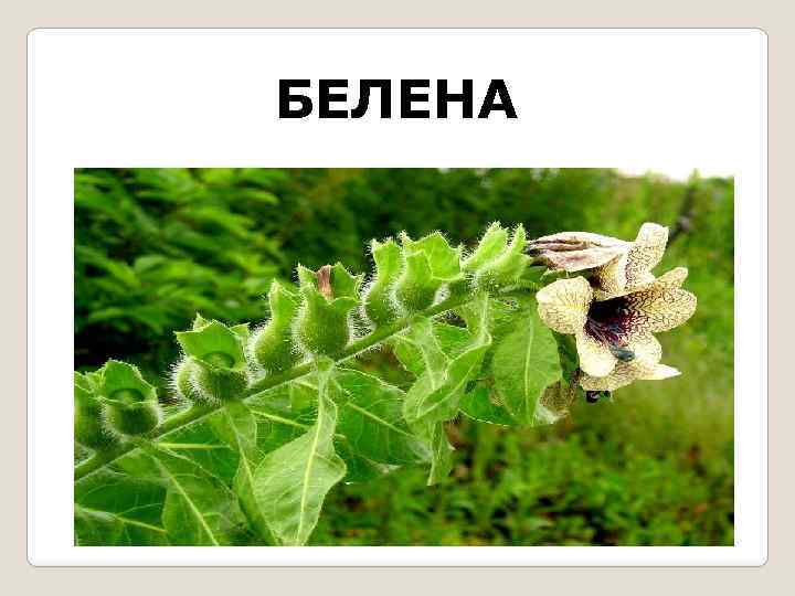 БЕЛЕНА 