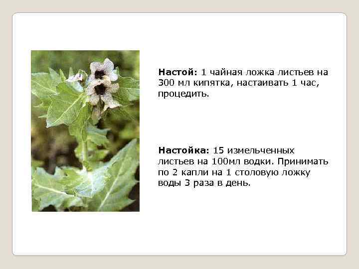 Настой: 1 чайная ложка листьев на 300 мл кипятка, настаивать 1 час, процедить. Настойка: