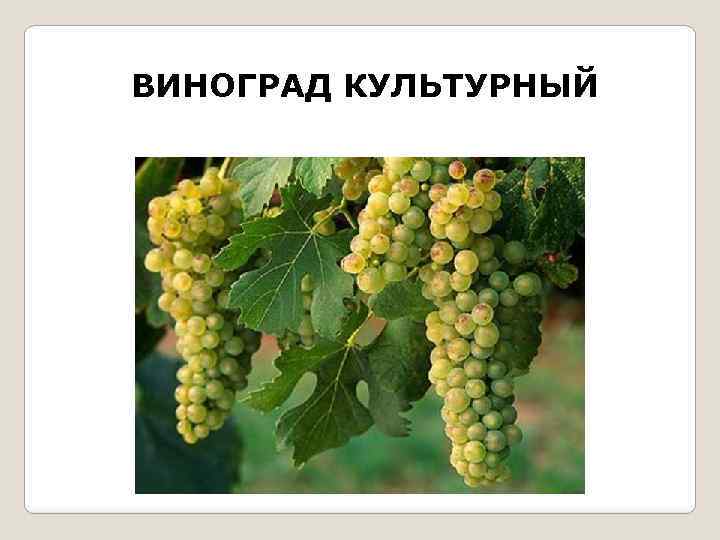 ВИНОГРАД КУЛЬТУРНЫЙ 