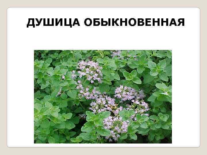 ДУШИЦА ОБЫКНОВЕННАЯ 