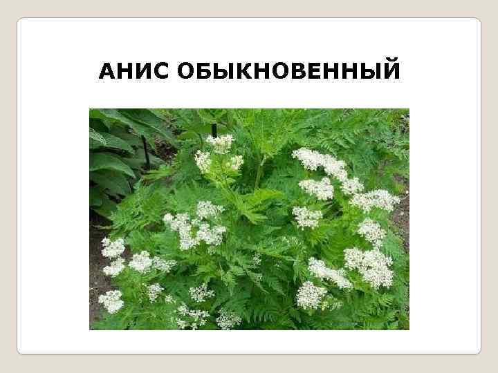 АНИС ОБЫКНОВЕННЫЙ 
