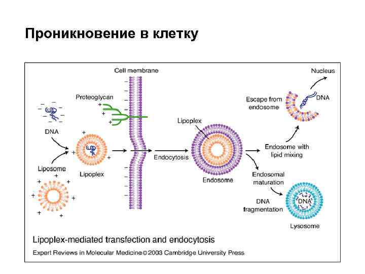Проникновение в клетку 