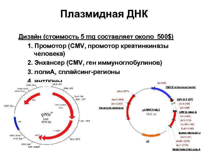 Плазмидная днк бактерий