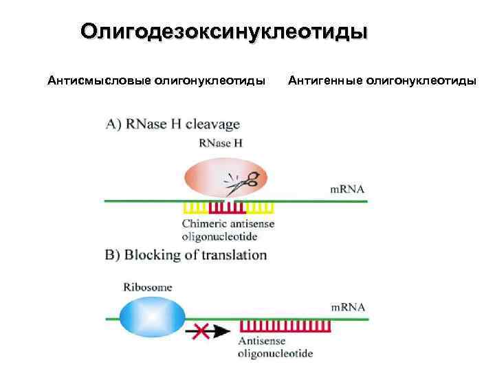 Олигодезоксинуклеотиды Антисмысловые олигонуклеотиды Антигенные олигонуклеотиды 
