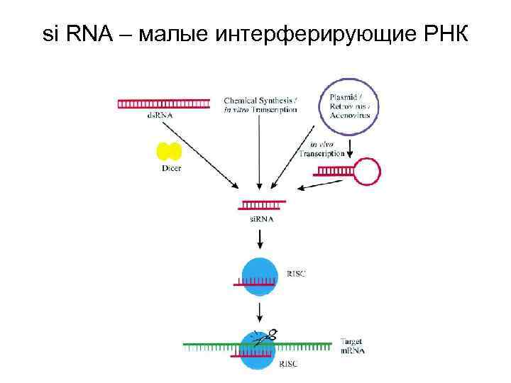 Малые интерферирующие РНК. Малые ядрышковые РНК. Малая ядрышковая РНК строение. Малая ядрышковая РНК строение и функции.