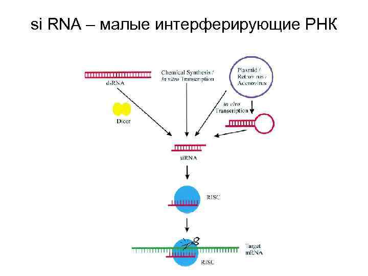 Интерферирующие рнк. Малые ядрышковые РНК. Малая ядрышковая РНК строение. Малая ядрышковая РНК строение и функции. Si РНК.