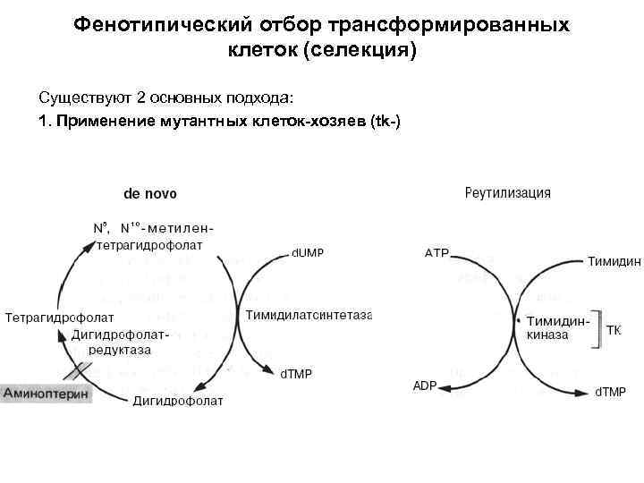 Фенотипический отбор трансформированных клеток (селекция) Существуют 2 основных подхода: 1. Применение мутантных клеток-хозяев (tk-)