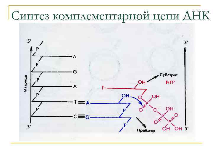 Синтез комплементарной цепи ДНК 