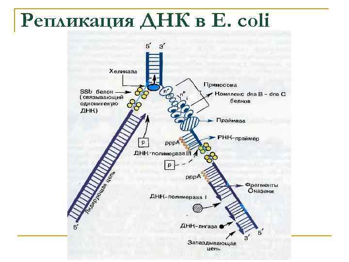 Репликация ДНК в E. coli 