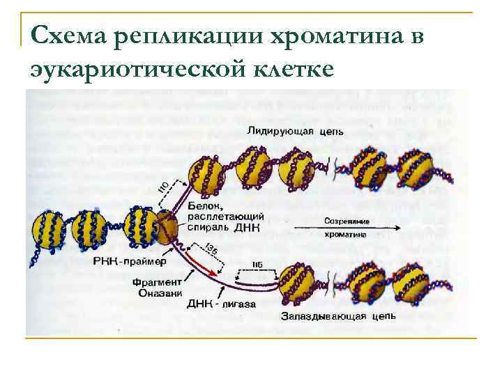 Схема репликации хроматина в эукариотической клетке 