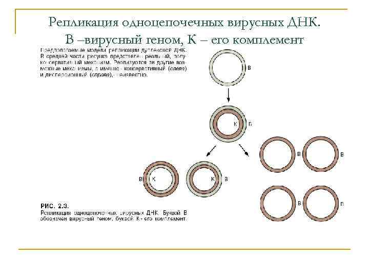Репликация одноцепочечных вирусных ДНК. В –вирусный геном, К – его комплемент 