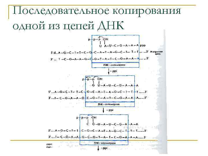 Последовательное копирования одной из цепей ДНК 