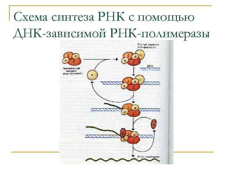 Схема синтеза РНК с помощью ДНК-зависимой РНК-полимеразы 