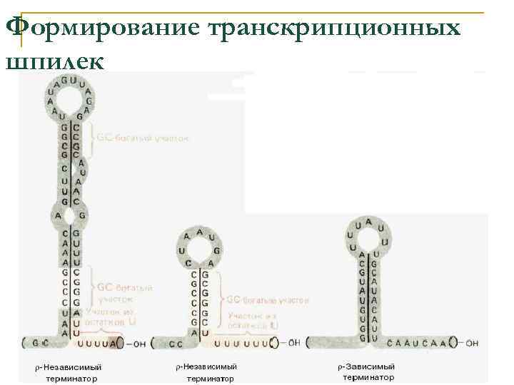 Формирование транскрипционных шпилек 