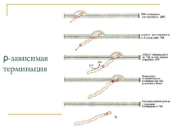 ρ-зависимая терминация 