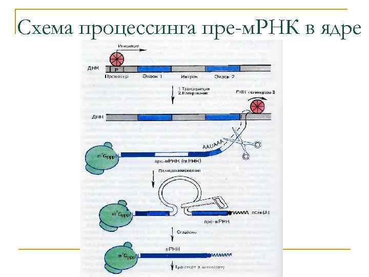 Последовательность этапов процессинга. Схема процессинга РНК. Схема структуры Гена и процессинга и-РНК. Процессинг пре-МРНК У эукариот. Процессинг схема биология.