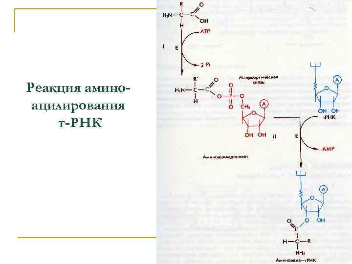 Реакция аминоацилирования т-РНК 