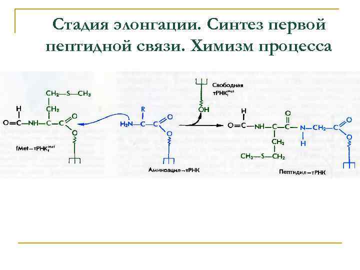 Первый синтез. Химизм пептидной связи. Стадии пептидного синтеза. Химизм процесса синтеза. Синтез пептидной цепи.